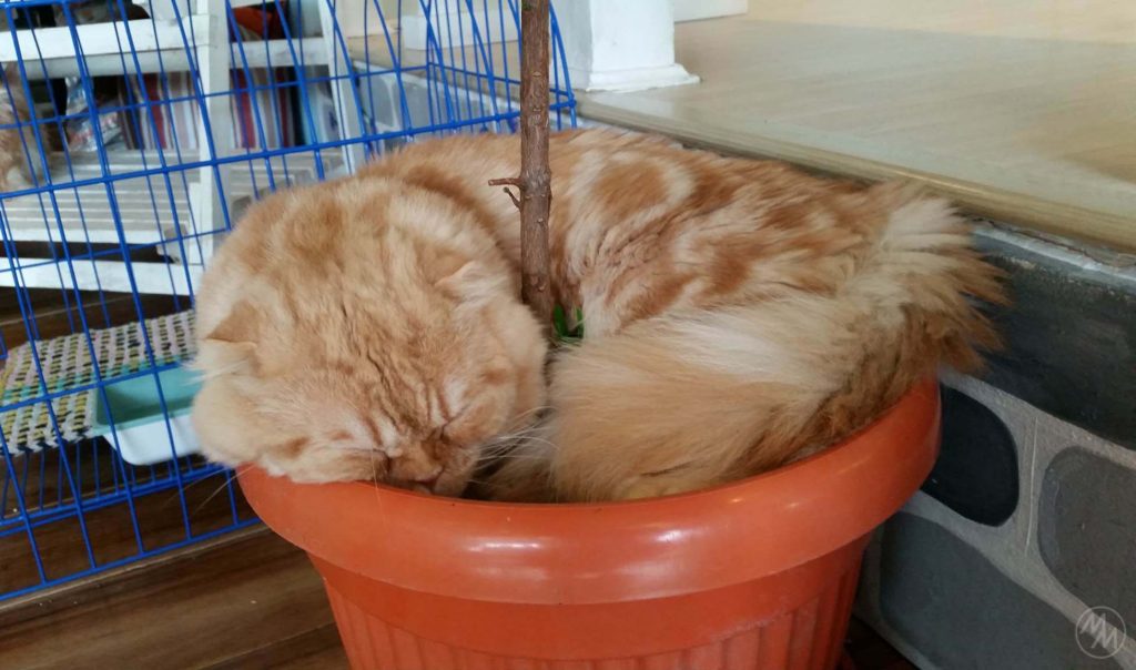 They sleep everywhere they can. As the popular meme goes "If I fits, I sits".